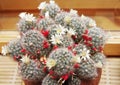 Blooming cactus Mammillaria Royalty Free Stock Photo