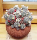 Blooming cactus Mammillaria Royalty Free Stock Photo