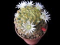 Blooming Cactus Mammillaria Schiedeana Closeup Isolated On Black Background Royalty Free Stock Photo