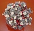 blooming cactus Mammillaria Royalty Free Stock Photo