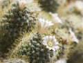 Blooming cactus mammilyariya proliferation