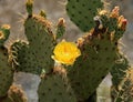 Blooming Cactus at Montezuma's Well