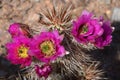 Blooming cactus on Vulture Peak in Arizona Royalty Free Stock Photo