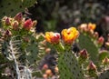 Blooming Cactus in O`Neill Regional Park