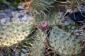 Blooming cactus in an open field.  Cactus fruits close-up Tropical garden in Poland, Zielona Gora Royalty Free Stock Photo