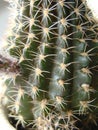 Blooming cactus Opuntia monacantha. Pink cactus flower bud Royalty Free Stock Photo