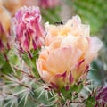 Blooming Cactus (Opuntia polyacantha Royalty Free Stock Photo