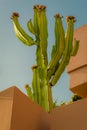 Blooming cactus in orange colored walled planter against blue sky. Low angle view. Cactaceae. Cactus Euphorbia; Cactus Spurge
