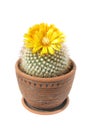 Blooming cactus Parodia mutabilis Royalty Free Stock Photo