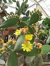 Blooming cactus plants in the botanical garden. Yellow colour flower Royalty Free Stock Photo