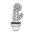 Blooming cactus in pot sketch vector illustration