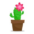 Blooming cactus in pot, on white Royalty Free Stock Photo