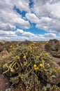 Blooming cactus with puffy white clouds and blue skies. Royalty Free Stock Photo