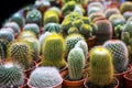 Blooming cactus on sale