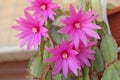 Blooming cactus. Royalty Free Stock Photo
