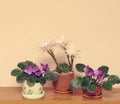 Blooming cactus and senpolia in pots on shelf