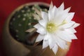 Blooming cactus. White flower blooming cactus on a