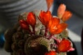 Blooming cactus on the window garden Royalty Free Stock Photo