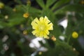 Blooming cactus. Yellow flower of a blooming cactus on blurred plant background. Selected focus Royalty Free Stock Photo