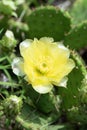 Blooming cactus with yellow flower, close up Royalty Free Stock Photo