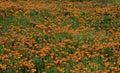 Poppy flowers orange Royalty Free Stock Photo