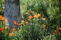 Poppy flowers orange Royalty Free Stock Photo