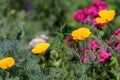 Blooming California poppies Eschscholzia californica on flower bed. Royalty Free Stock Photo