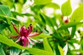 Blooming California spicebush Calycanthus occidentalis