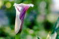 Blooming calla flower side view. A beautiful white-purple flower grows in the garden