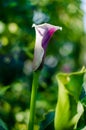 Blooming calla flower side view. A beautiful white-purple flower grows in the garden