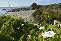 Blooming calla lilies and bushes on the seaside