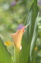 Blooming calla lily bud