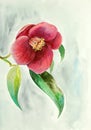 Blooming camellia branch