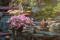 Blooming camellia bush in a pot in chinese garden