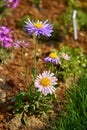 Blooming cammomile flowers. Summer field in blossom Royalty Free Stock Photo