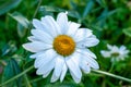 Blooming camomile Royalty Free Stock Photo