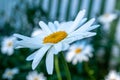 Blooming camomile Royalty Free Stock Photo