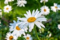 Blooming camomile Royalty Free Stock Photo