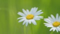 Blooming camomile fluttering on wind in the green field in spring meadow. Close up. Royalty Free Stock Photo