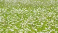 Blooming camomile fluttering on wind in the green field in spring meadow. Slow motion. Royalty Free Stock Photo