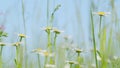 Blooming camomile in the green field. Flowering and collection of medicinal plants. Against a clear blue sky. Close up. Royalty Free Stock Photo