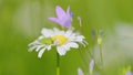 Blooming camomile in the green field. Flowering and collection of medicinal plants. Close up. Royalty Free Stock Photo