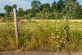 Blooming camomile plant in a roadside verge Royalty Free Stock Photo