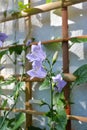 Blooming campanula persicifolia. Beautiful flowers on the background of wooden trellis