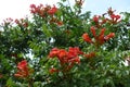 Blooming Campsis radicans with reddish orane flowers against the sky