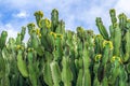 Blooming candelabra trees against the blue sky Royalty Free Stock Photo