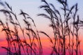 Blooming cane flowers blowing in the wind against sunset sky Royalty Free Stock Photo