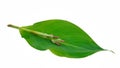 Canna Lily leaf is on white background, close up photo with selective soft focus. Canna is the only genus of flowering plants Royalty Free Stock Photo