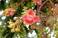 Blooming of cannon ball tree Royalty Free Stock Photo