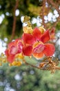 Blooming of cannon ball tree Royalty Free Stock Photo